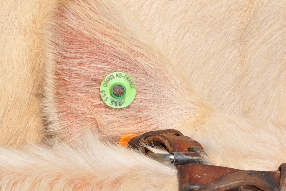 Lire la suite à propos de l’article LIVRE GÉNÉALOGIQUE CHAROLAIS FRANCE COMMENT UN ANIMAL EST-IL INSCRIT ?