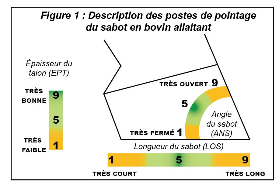 Lire la suite à propos de l’article LA SANTÉ DES PIEDS EN BOVIN VIANDE