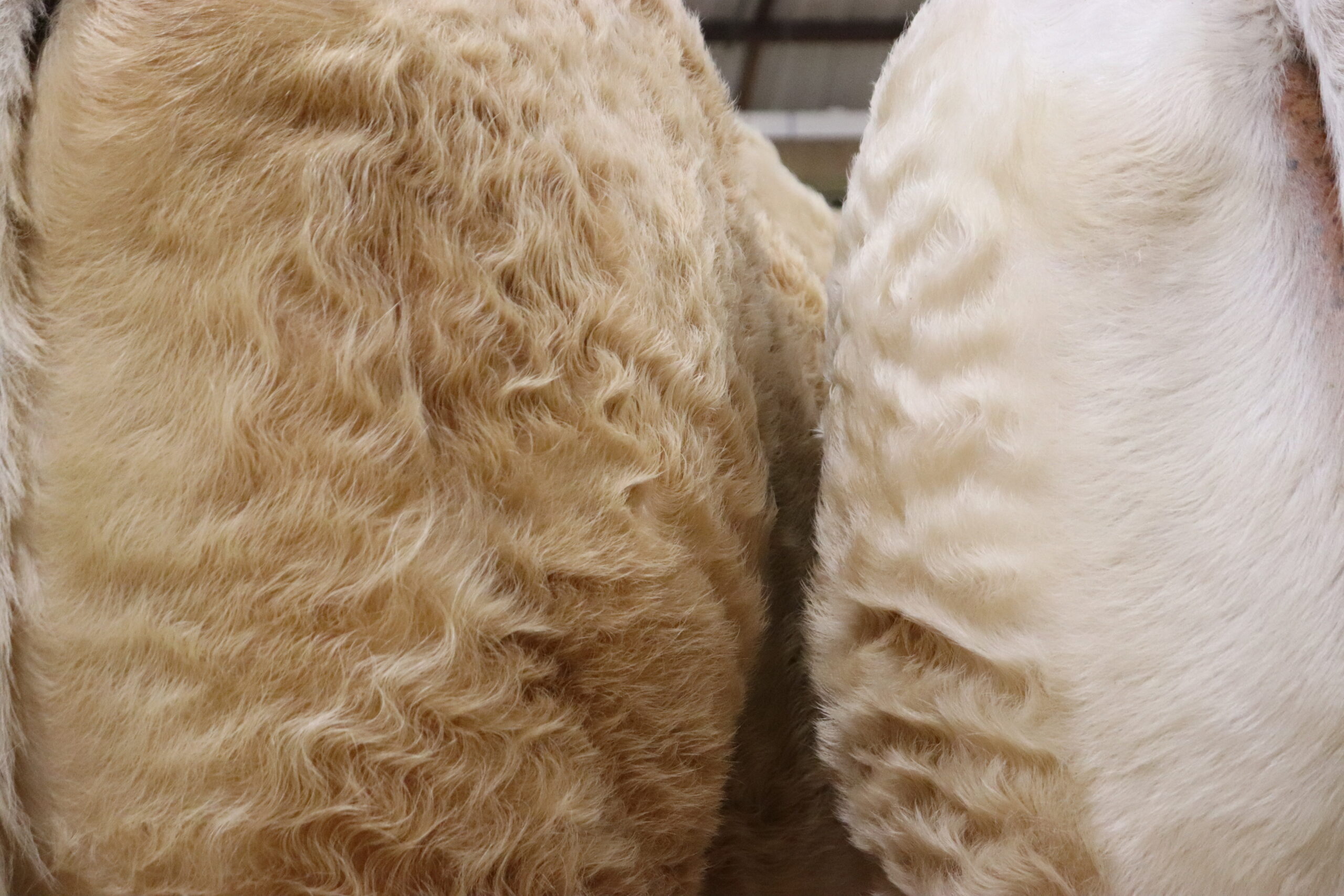 Lire la suite à propos de l’article L&rsquo;ORIGINE GÉNÉTIQUE DE LA COULEUR BLANCHE CHAROLAISE