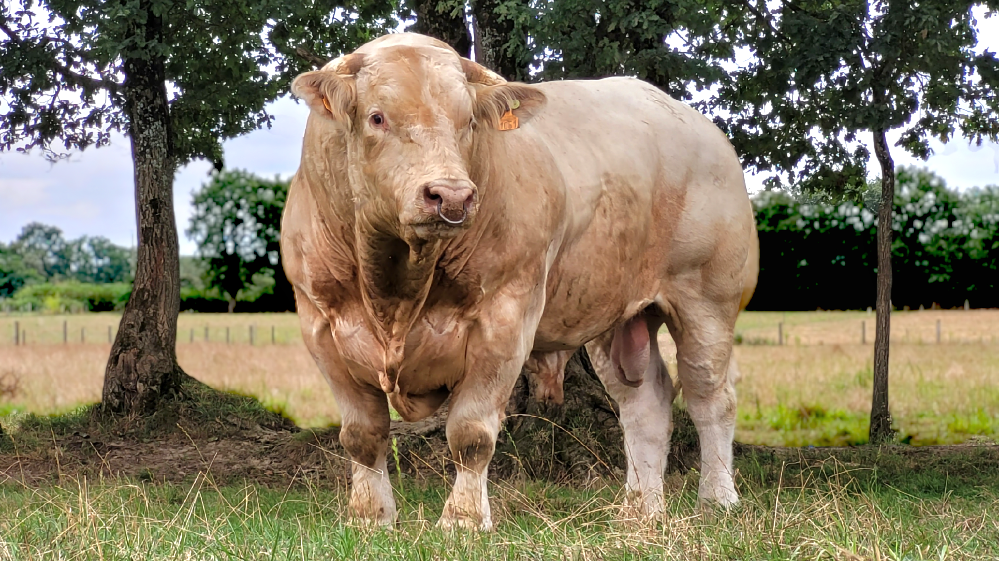 Lire la suite à propos de l’article DIFFUSION DE LA GÉNÉTIQUE INSCRITE EN RACE CHAROLAISE