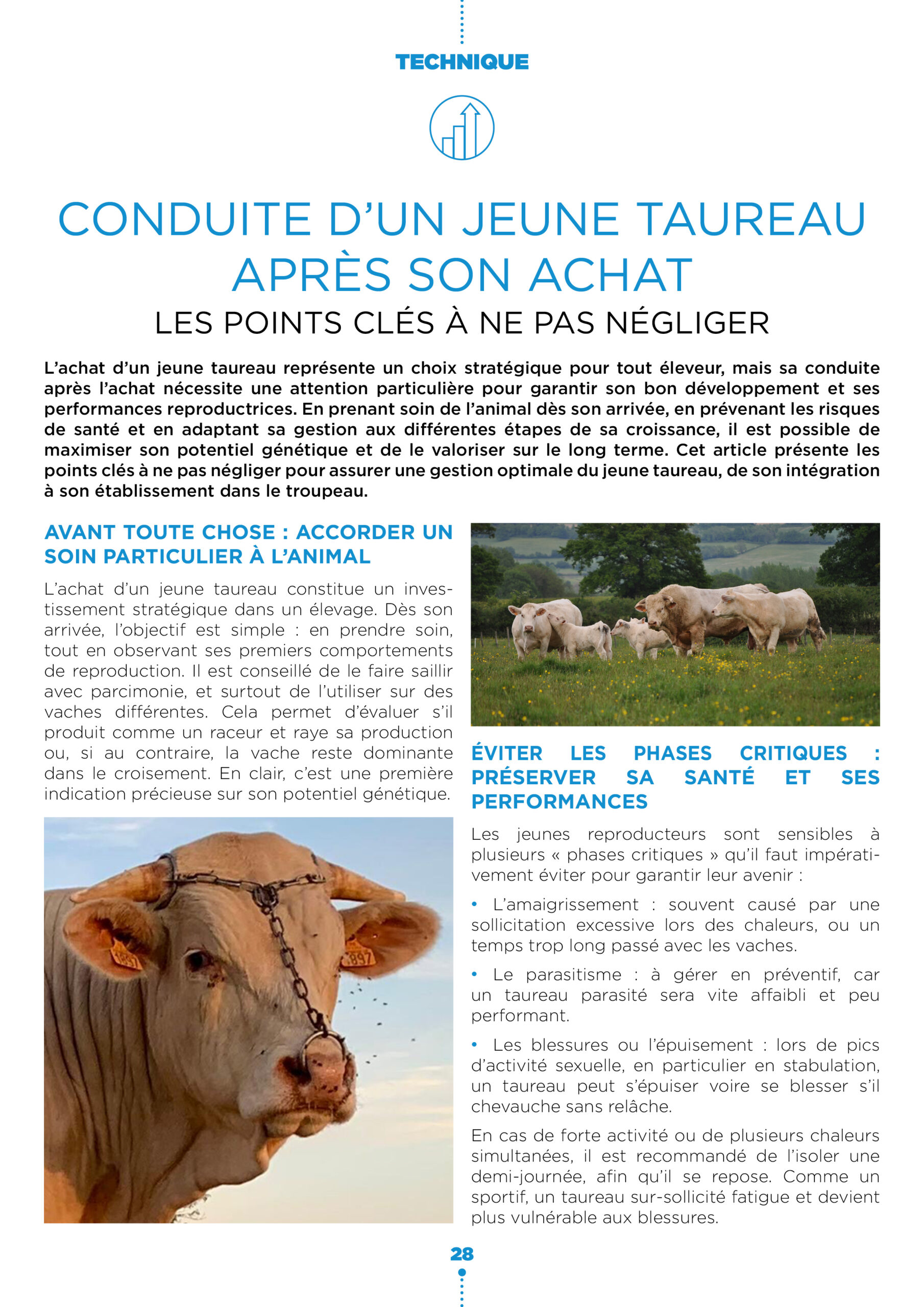 Conduite d’un jeune taureau après son achat