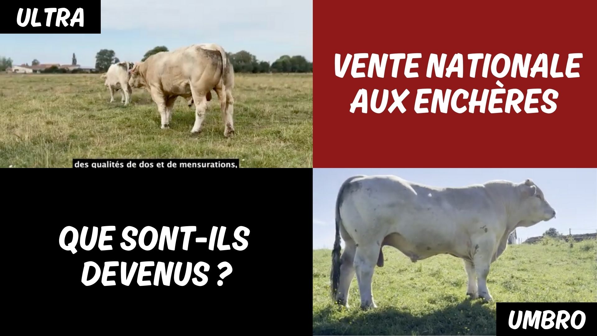 Lire la suite à propos de l’article VENTE NATIONALE : QUE SONT-ILS DEVENUS ?