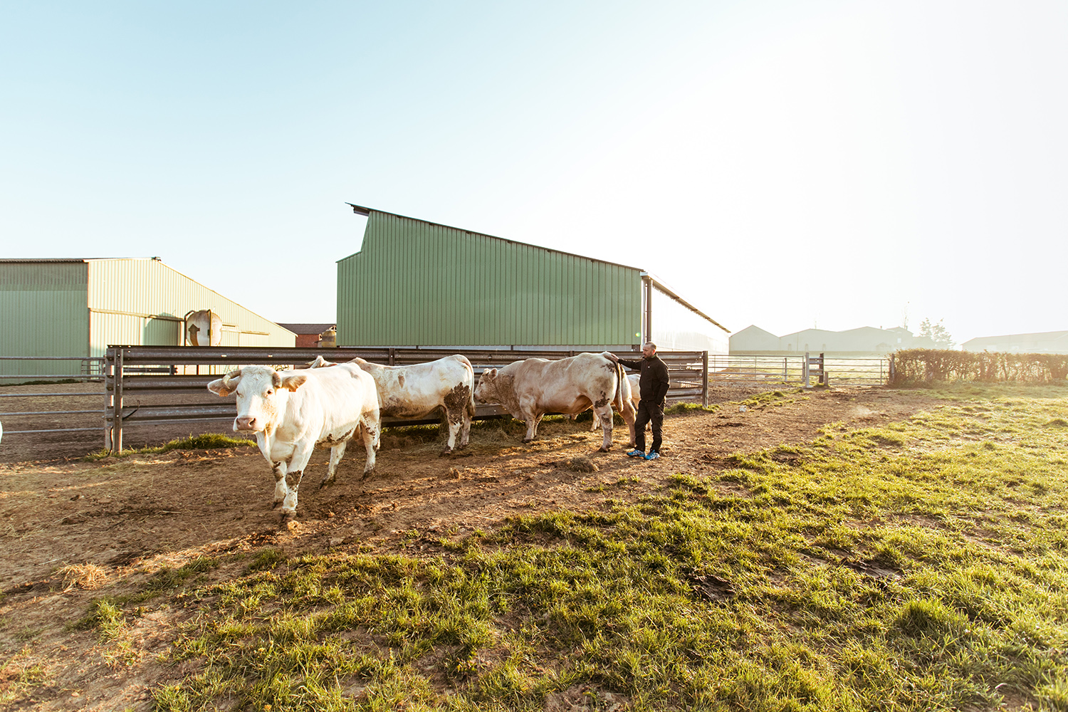 Lire la suite à propos de l’article IRISOLARIS PROPOSE L’AUTOCONSOMMATION COLLECTIVE AUX ÉLEVEURS SUR TOUT LE TERRITOIRE FRANÇAIS