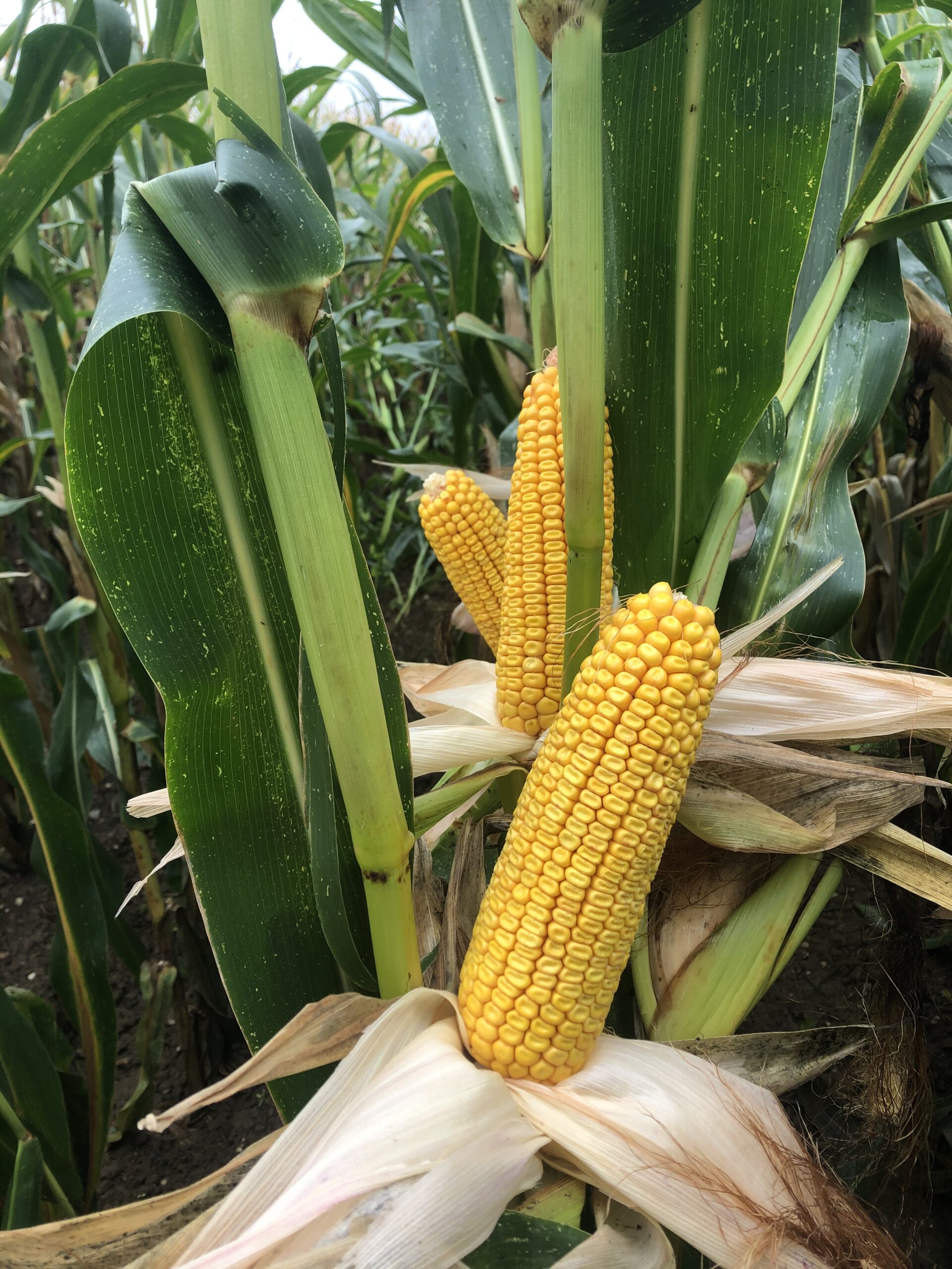 Lire la suite à propos de l’article SÉCURISER L’HIVER 2025 : MISER SUR L’EFFICACITÉ DES FOURRAGES