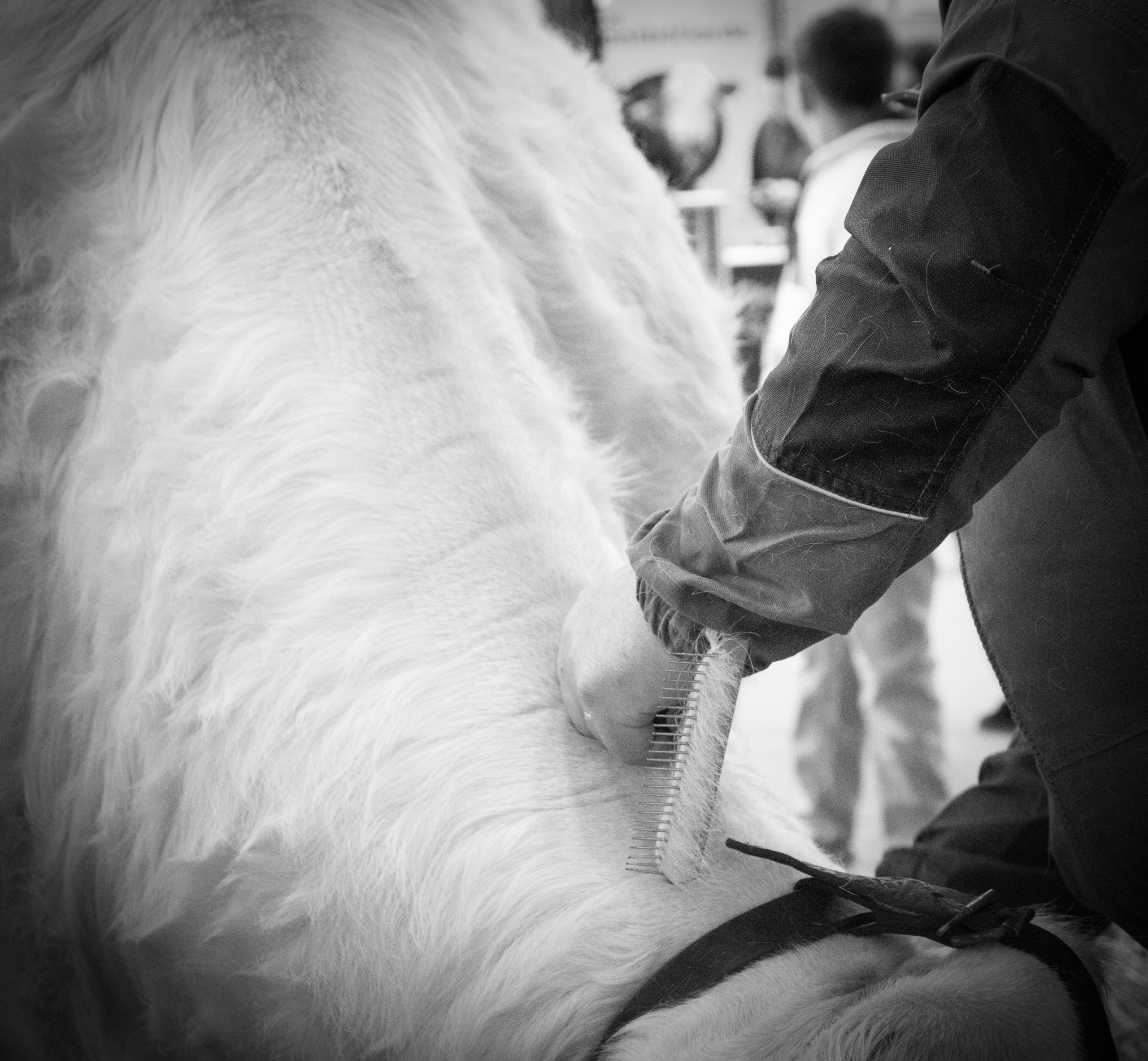 Lire la suite à propos de l’article SIA 2026 – PRÉSENCE DE LA RACE CHAROLAISE