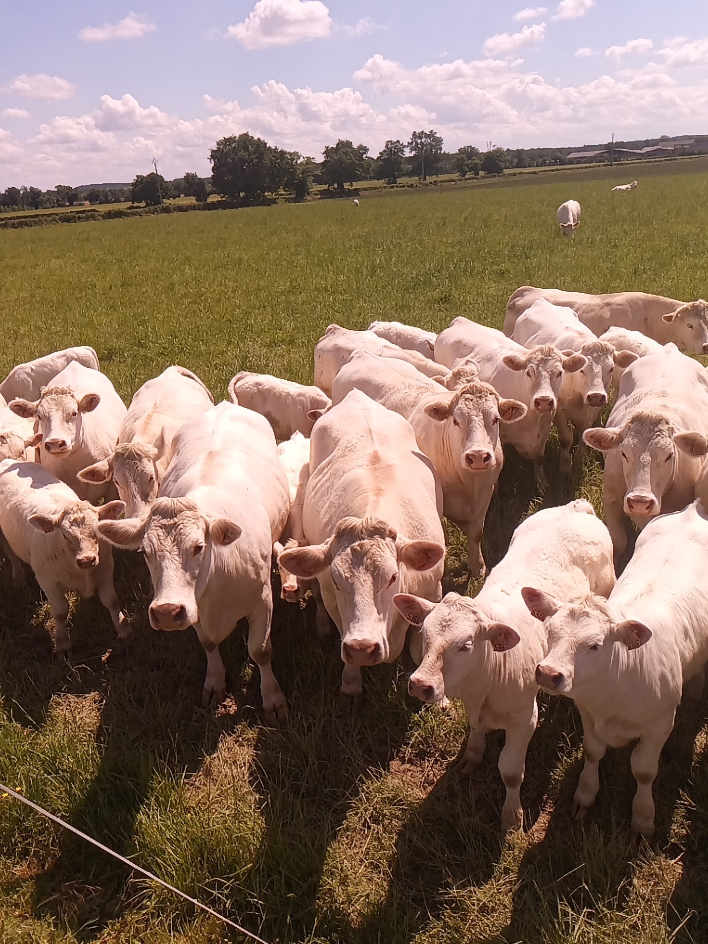Lire la suite à propos de l’article FEDER – Jeune bovin charolais : au cœur des équilibres de l’engraissement